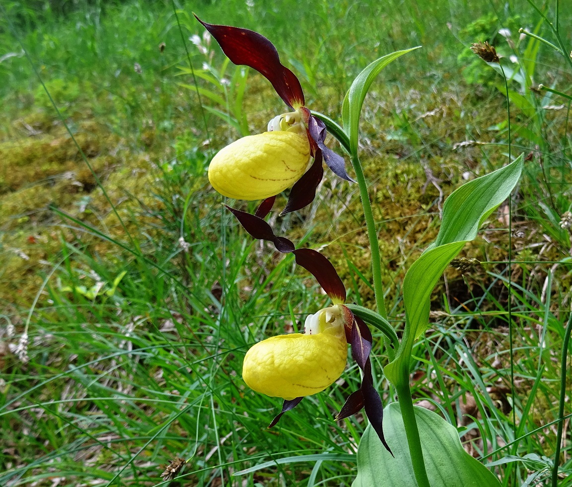 2022-06-05 Cypripedium calceolus.JPG