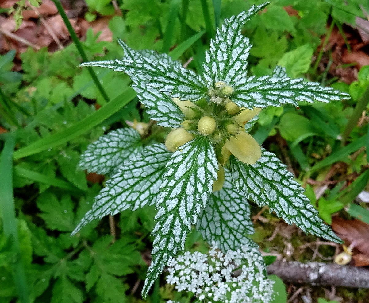 2022-06-05 Galeobdolon montanum, panaschiert.JPG