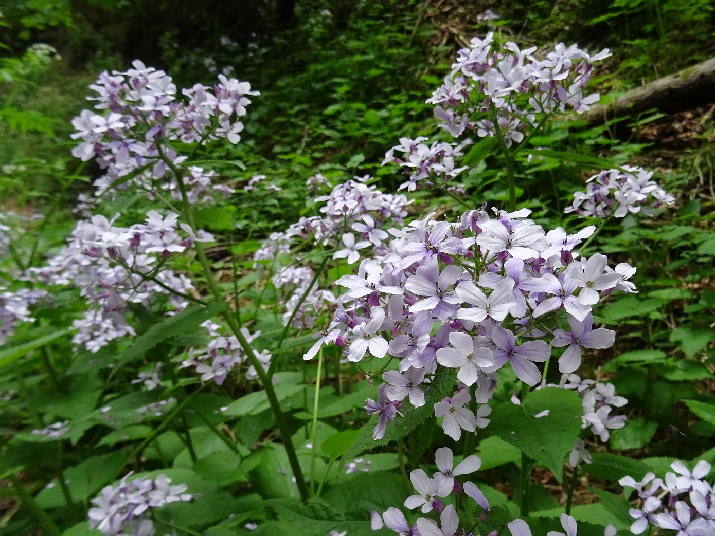 2022-06-05 Lunaria rediviva.JPG