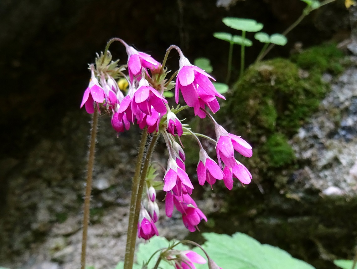 2022-06-05 Primula matthioli.JPG