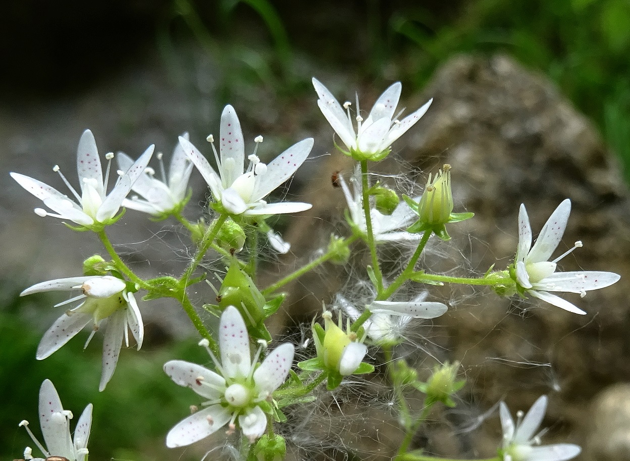 2022-06-05 Saxifraga rotundifolia (subsp. rotundifolia).JPG