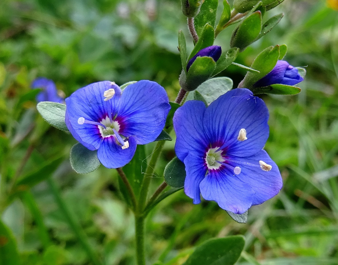 2022-06-05 Veronica fruticans.JPG