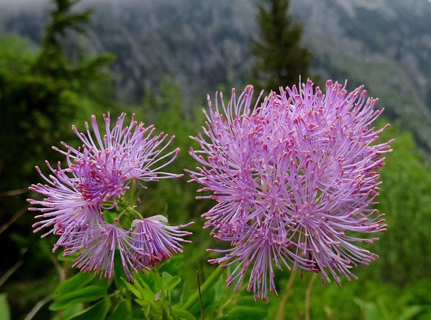 2022-06-05Thalictrum aquilegiifolium.JPG