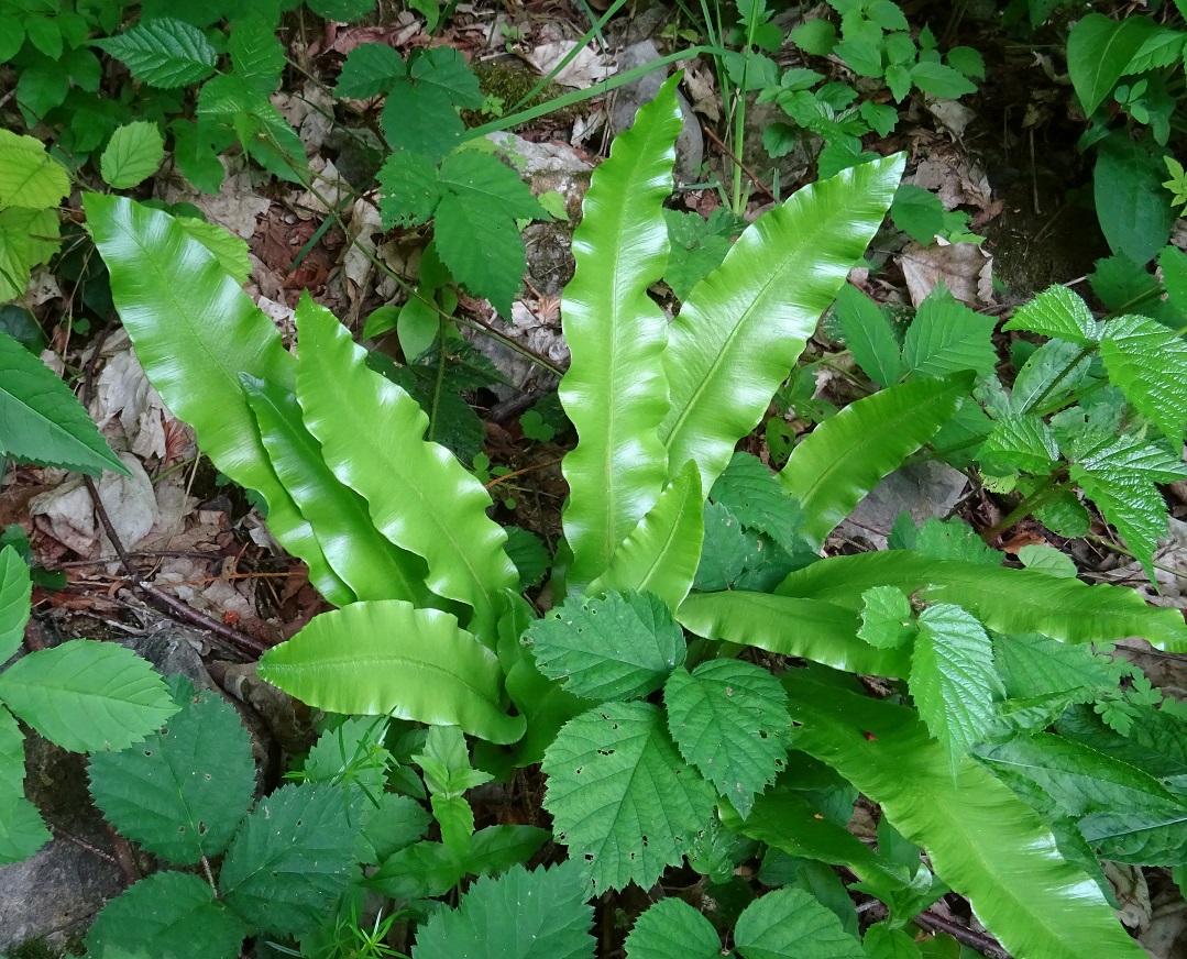 06-12-2022  Asplenium scolopendrium.JPG