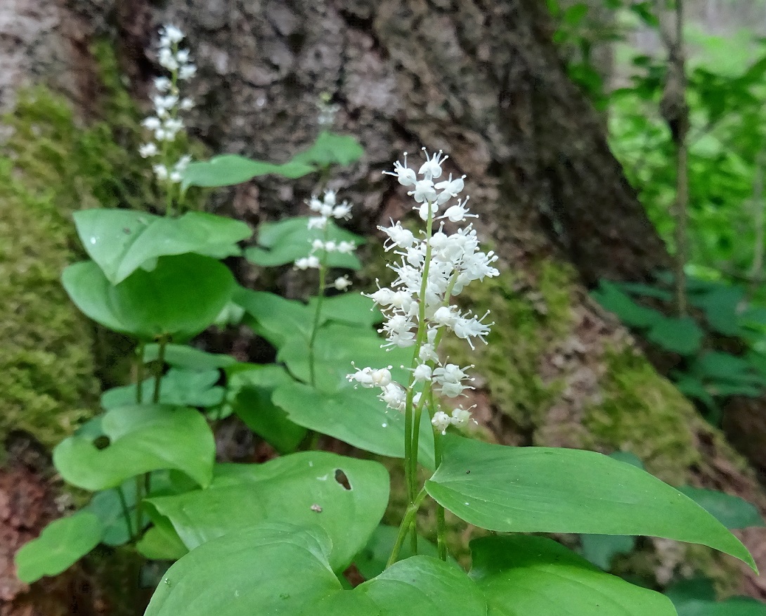 06-12-2022 Maianthemum bifolium.JPG