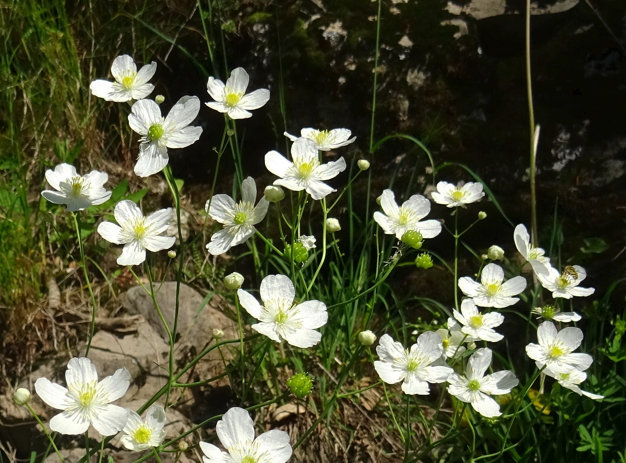 06-16-2022 Ranunculus platanifolius.JPG