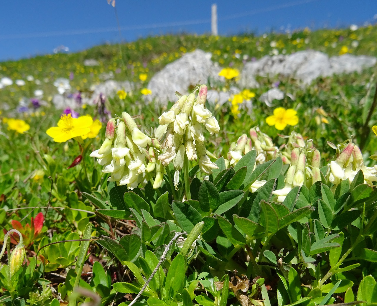 07-02-2022 Astragalus frigidus.JPG