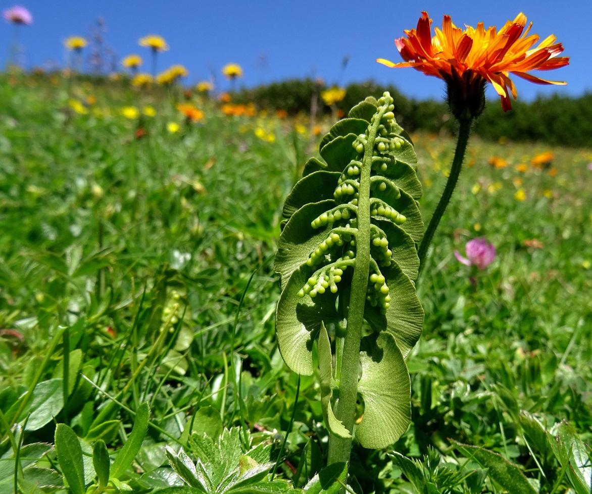 07-02-2022 Botrychium lunaria, Crepis aurea.JPG