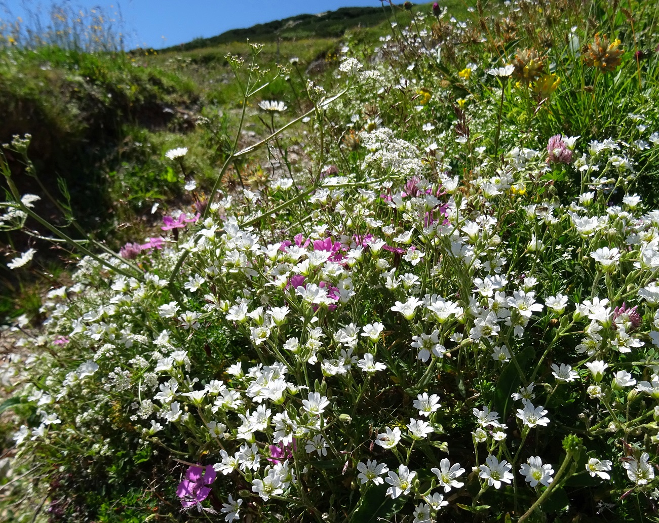 07-02-2022 DSC07334 Cerastium arvense.JPG