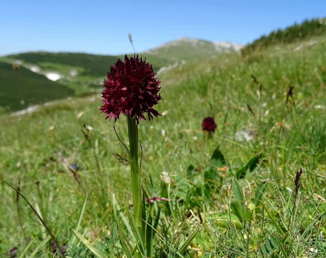 07-02-2022 Nigritella austriaca.JPG