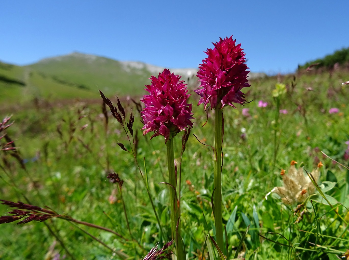 07-02-2022 Nigritella rubra.JPG