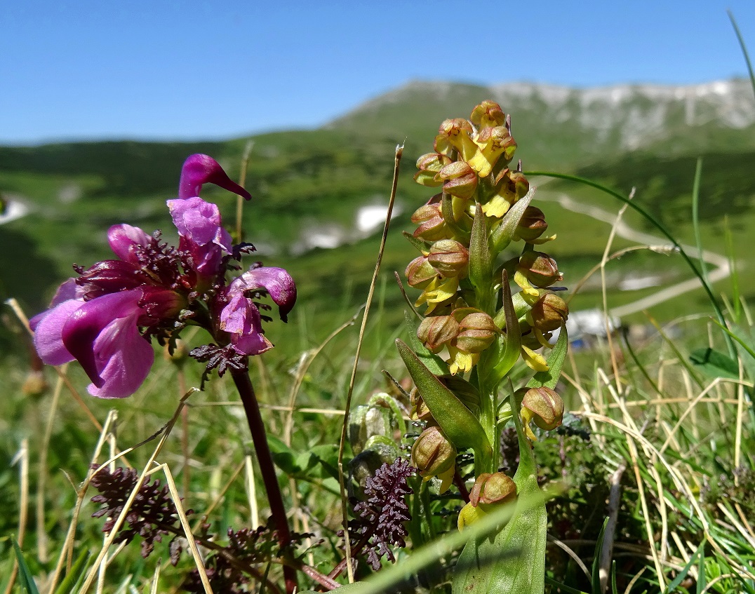 07-02-2022 Pedicularis rostratocapitata, Coeloglossum viride.JPG