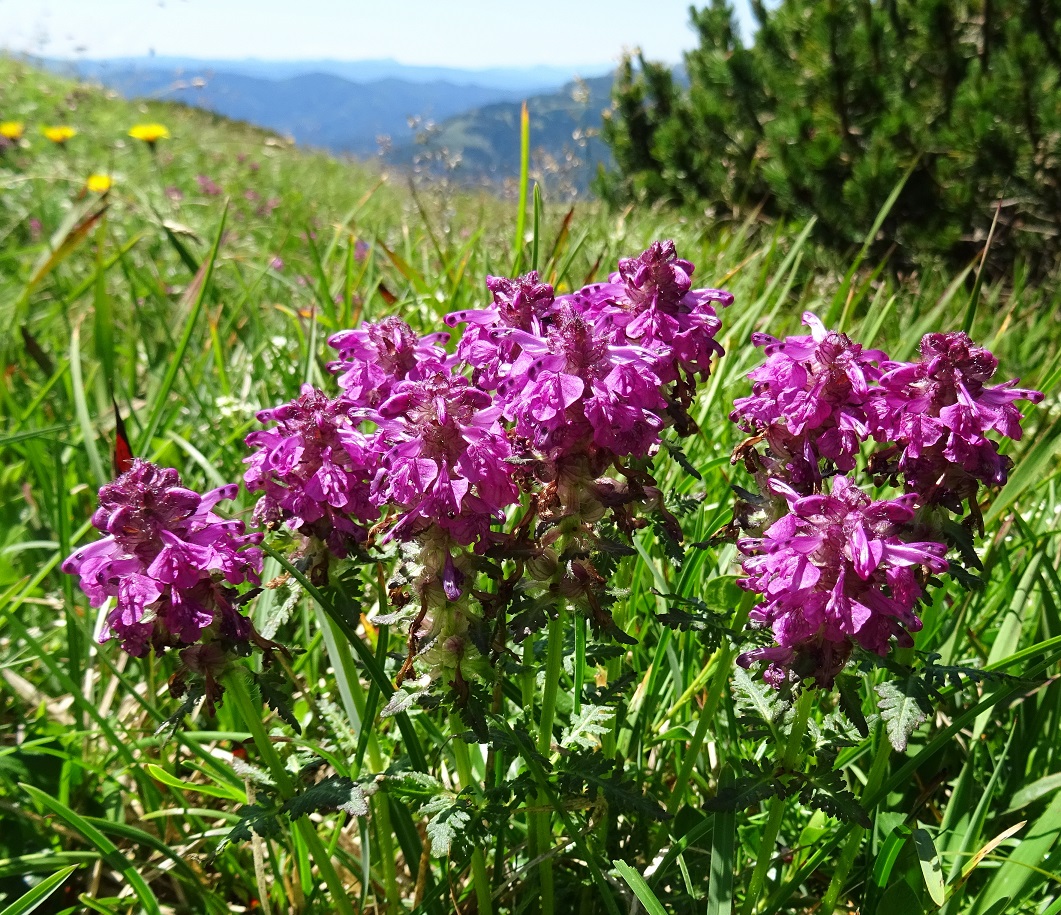 07-02-2022 Pedicularis verticillata.JPG