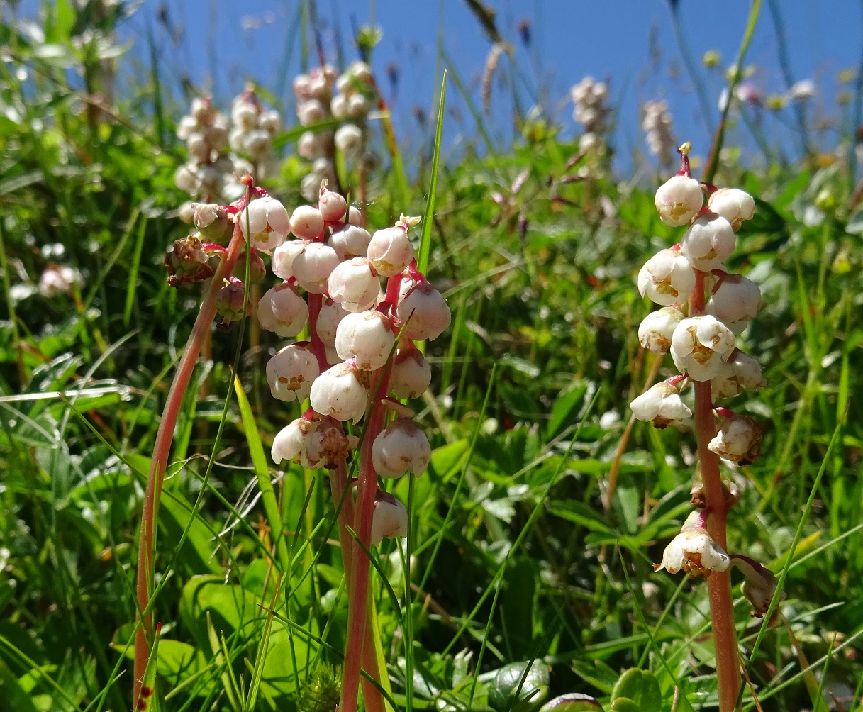 07-02-2022 Pyrola sp..JPG