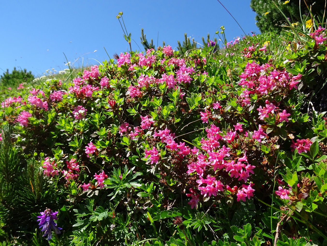 07-02-2022 Rhododendron hirsutum.JPG