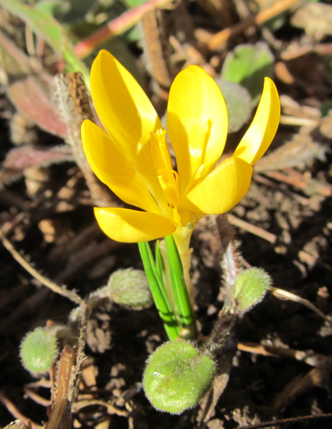 Crocus sp.01-01-2023.JPG