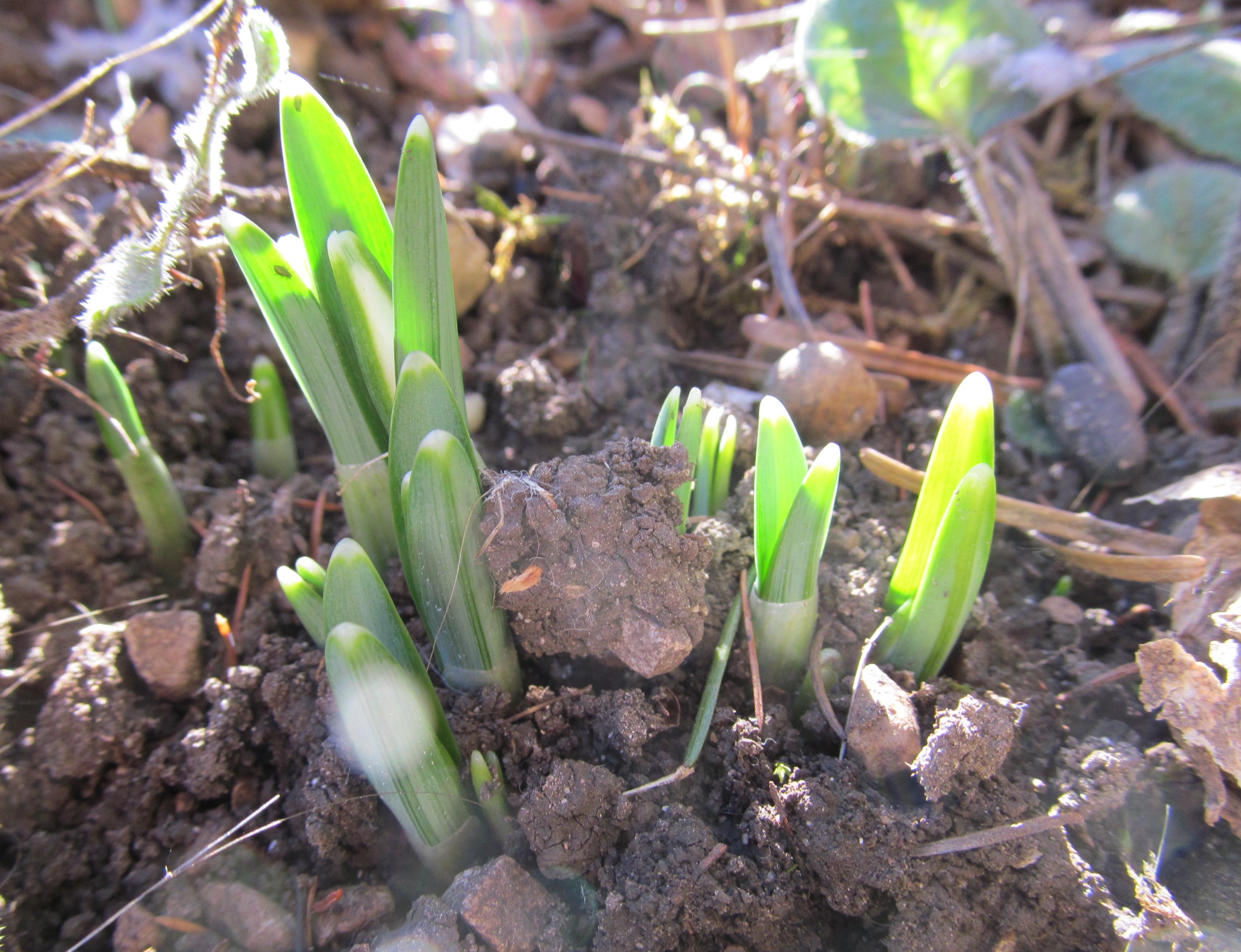 Galanthus nivalis01-01-2023.JPG