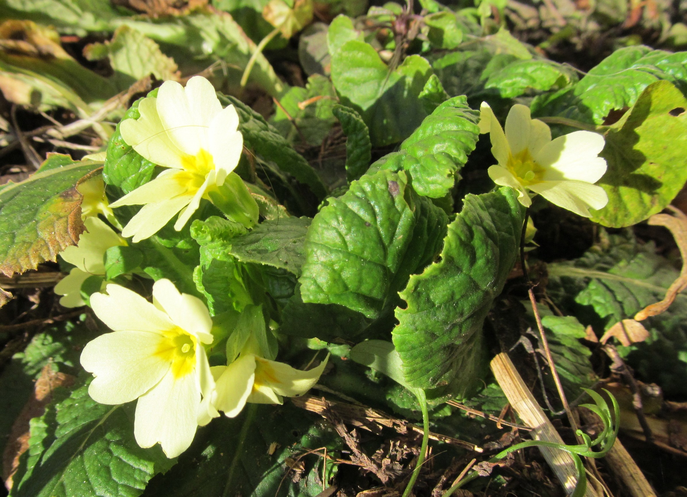 Primula vulgaris 01-01-2023.JPG