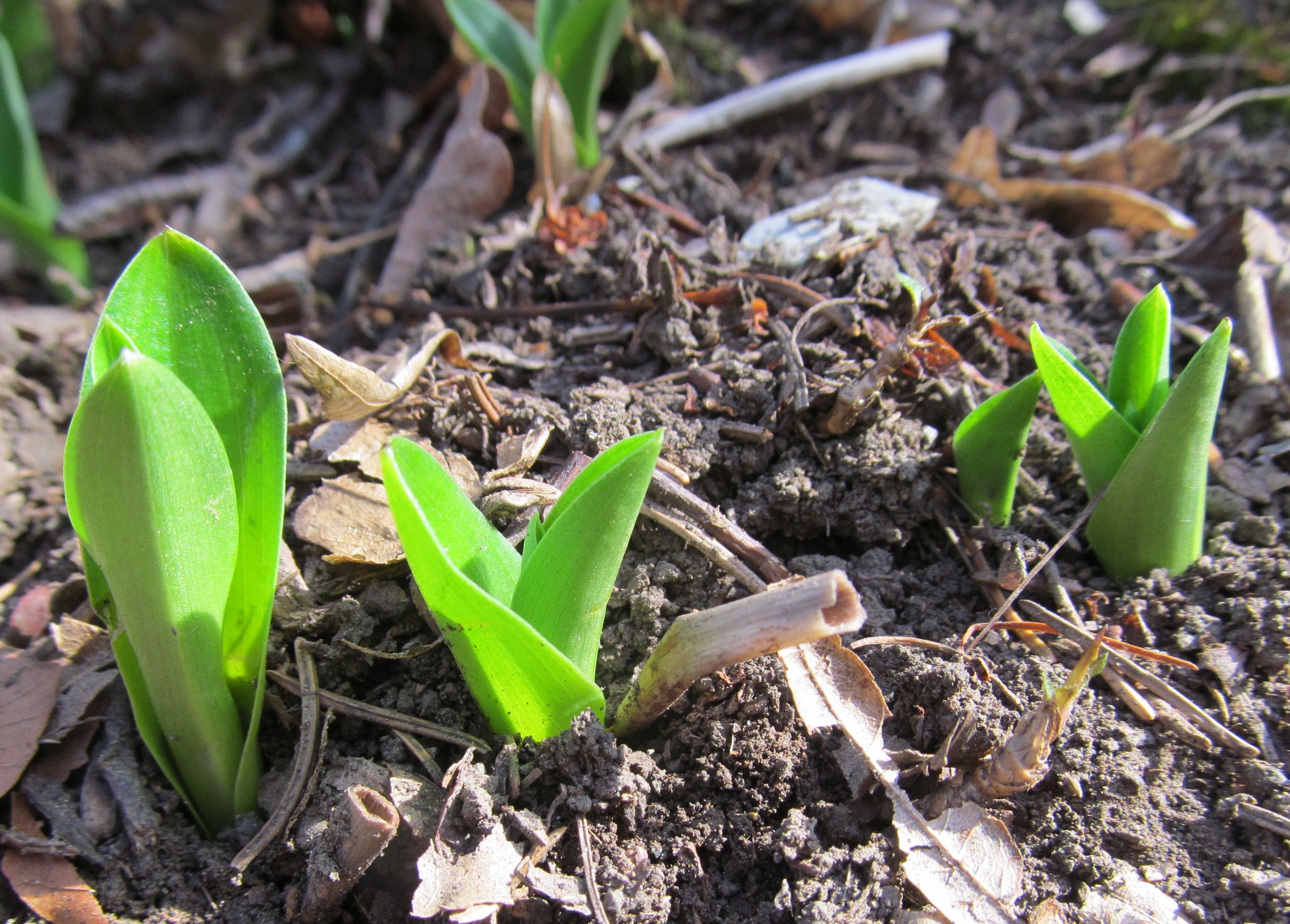 Orchis mascula, ssp. speciosa 01-01-2023.JPG