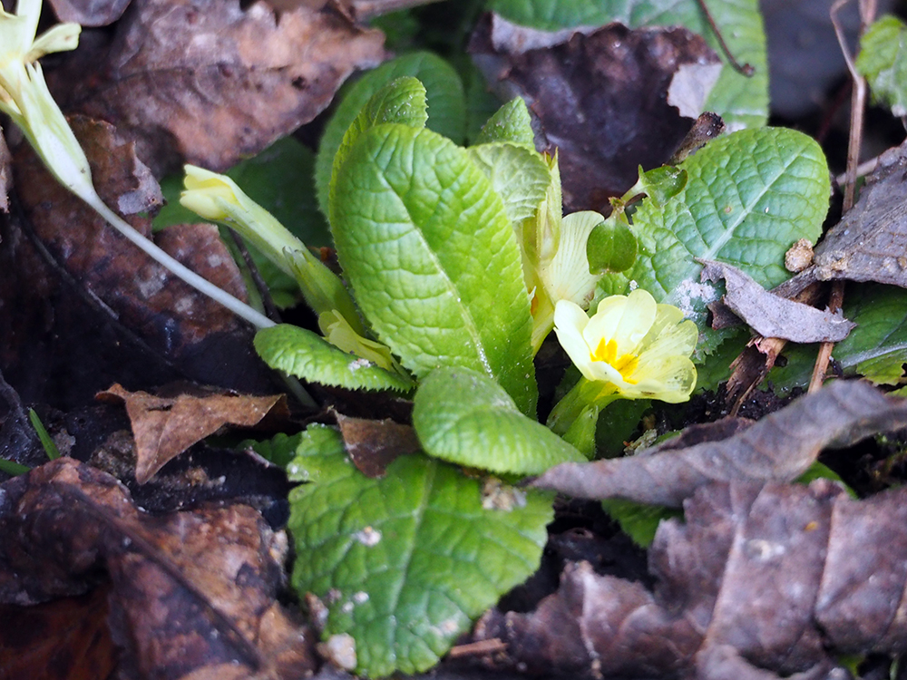 primula_feistritzklamm.jpg