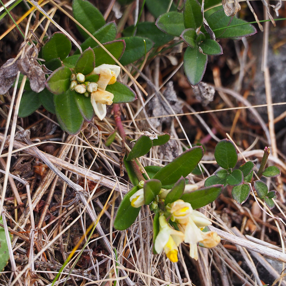 Polygala chamaebuxus)_patscha.jpg