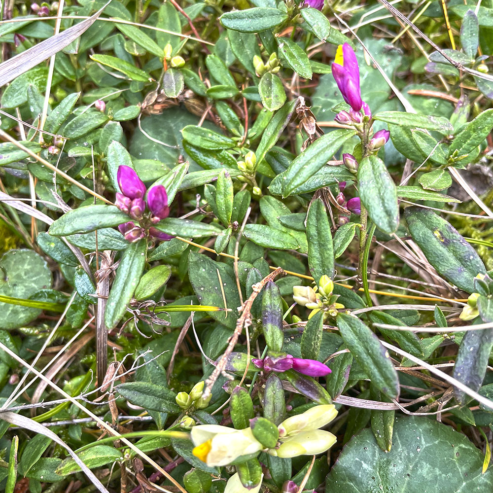 polygala chamaebuxus_patscha22.jpg