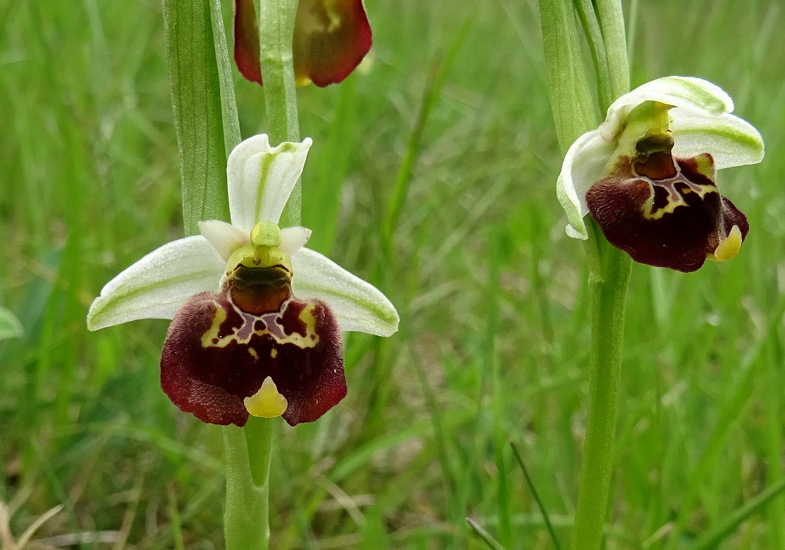 2022-05-08 Ophrys holoserica.JPG