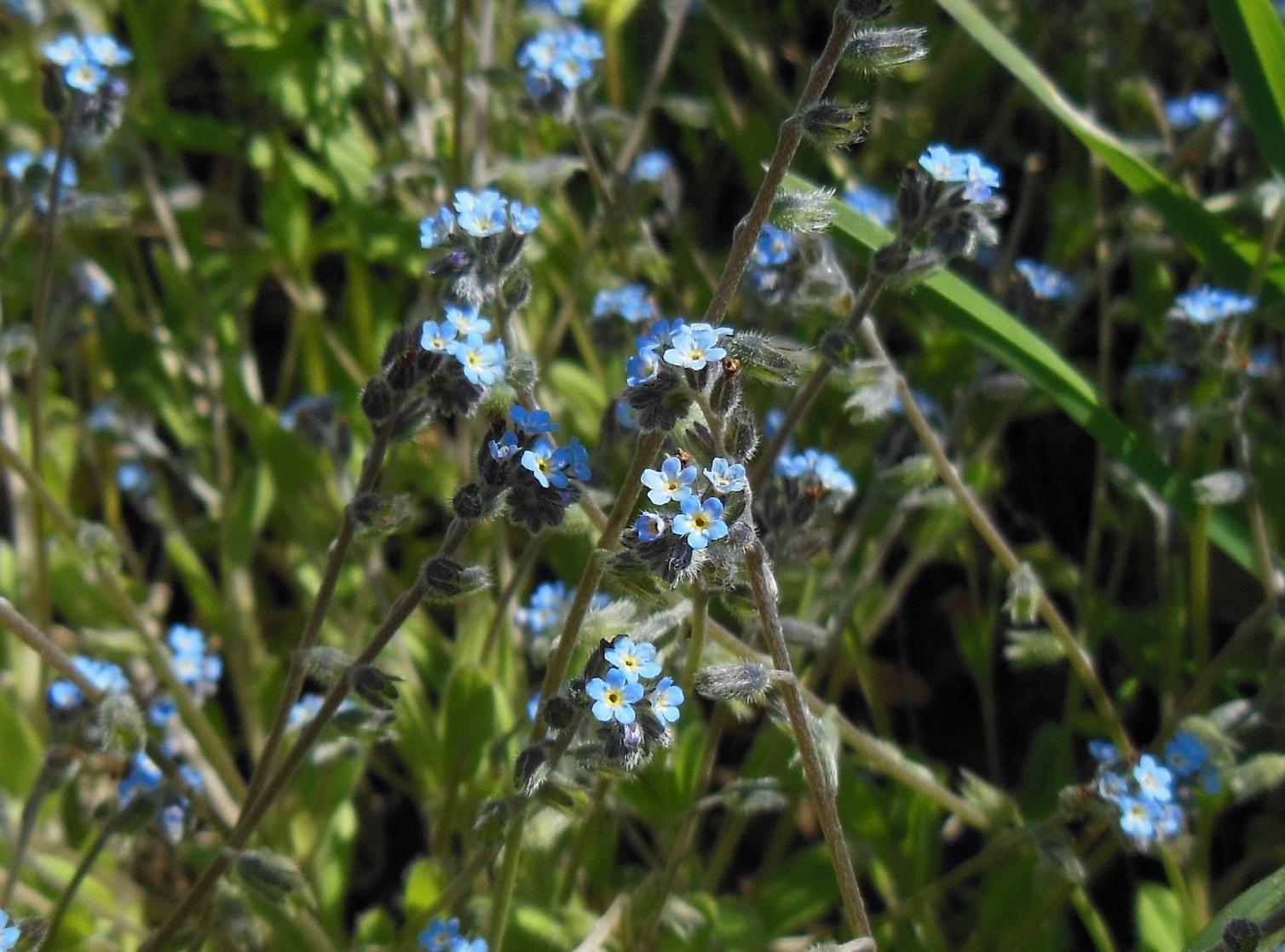 2022-04-22 Myosotis ramosissima.JPG