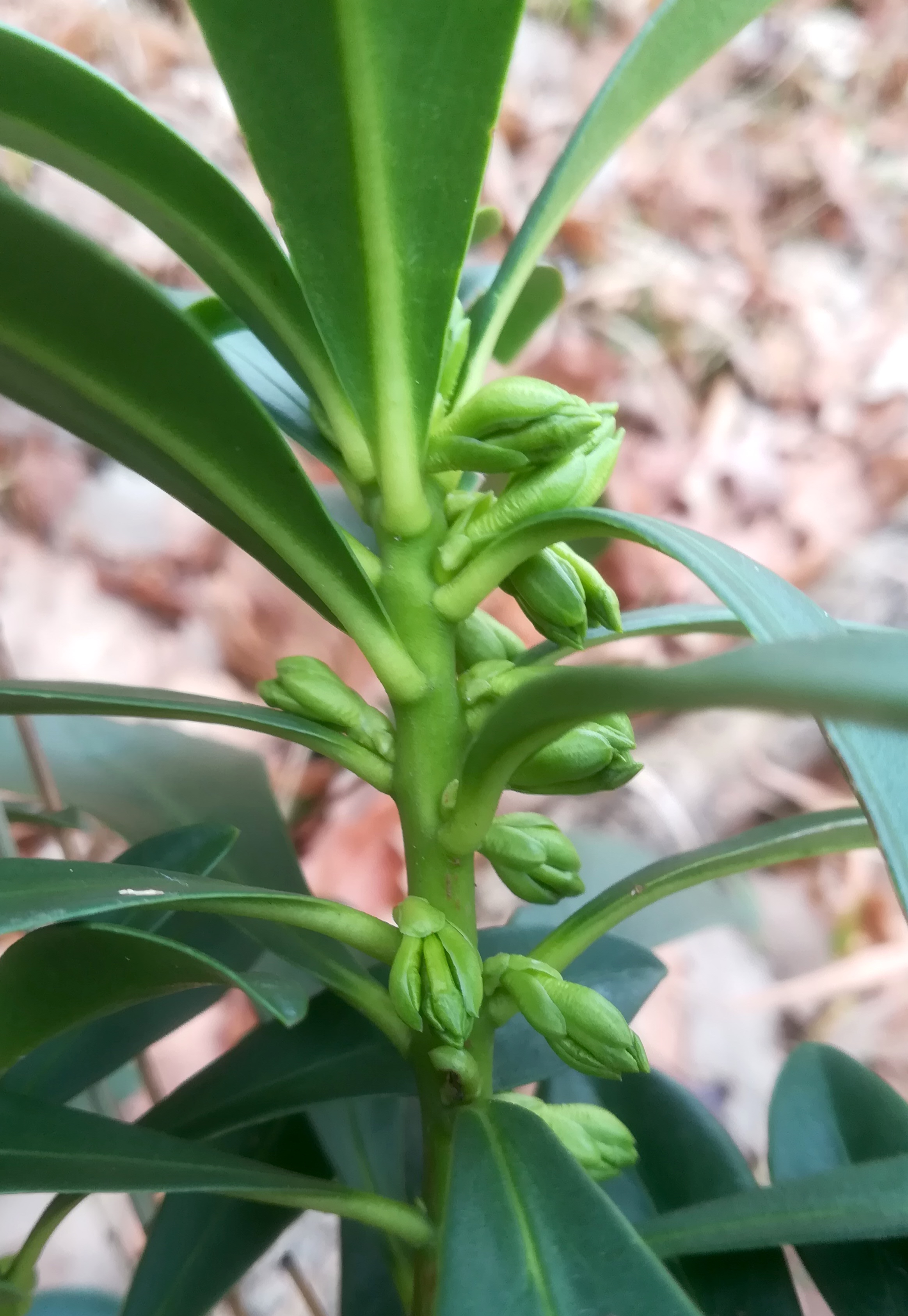 daphne laureola alter kuhstand kalksburg_20230105_110040.jpg