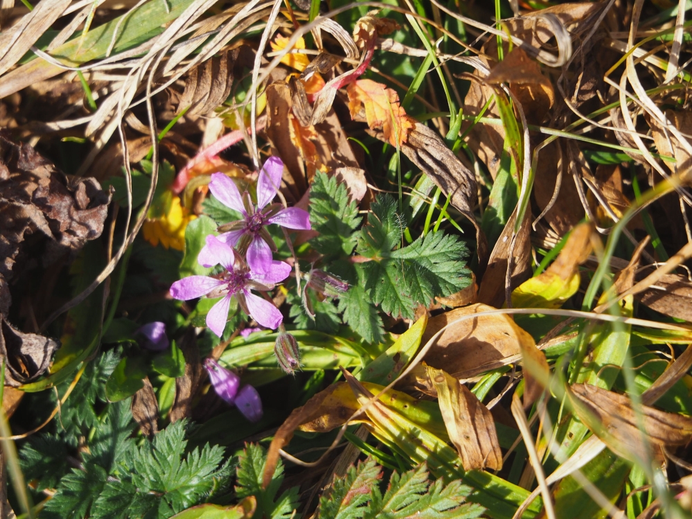 Erodium cicutarium_silberberg.jpg