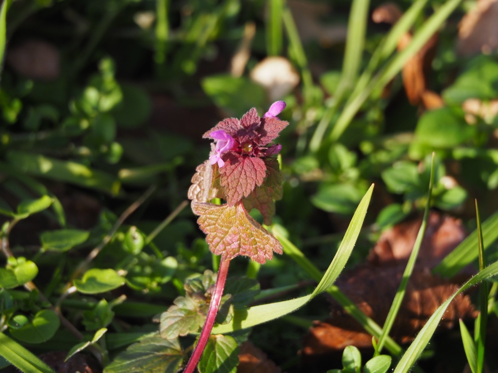 Lamium_silberberg.jpg