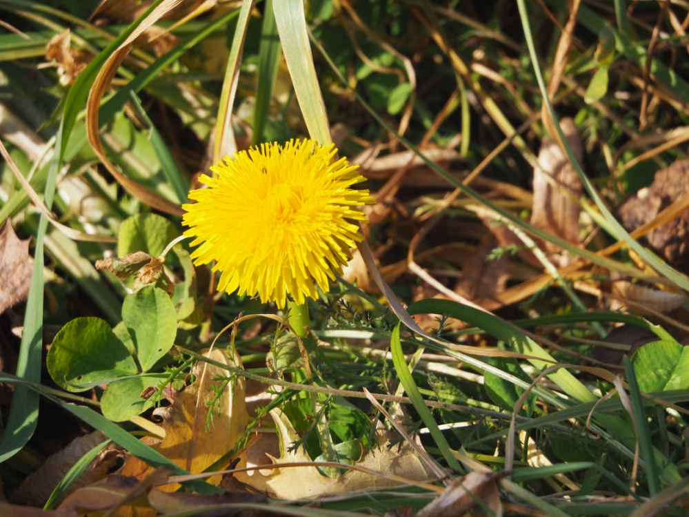 Taraxacum_silberberg.jpg