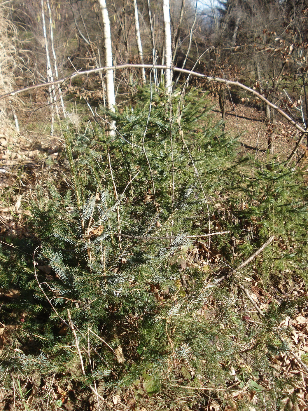 Picea.omorica.Naturverjüngung.St-Neurath.Gamsgebirg.6.Jän.2023.JPG