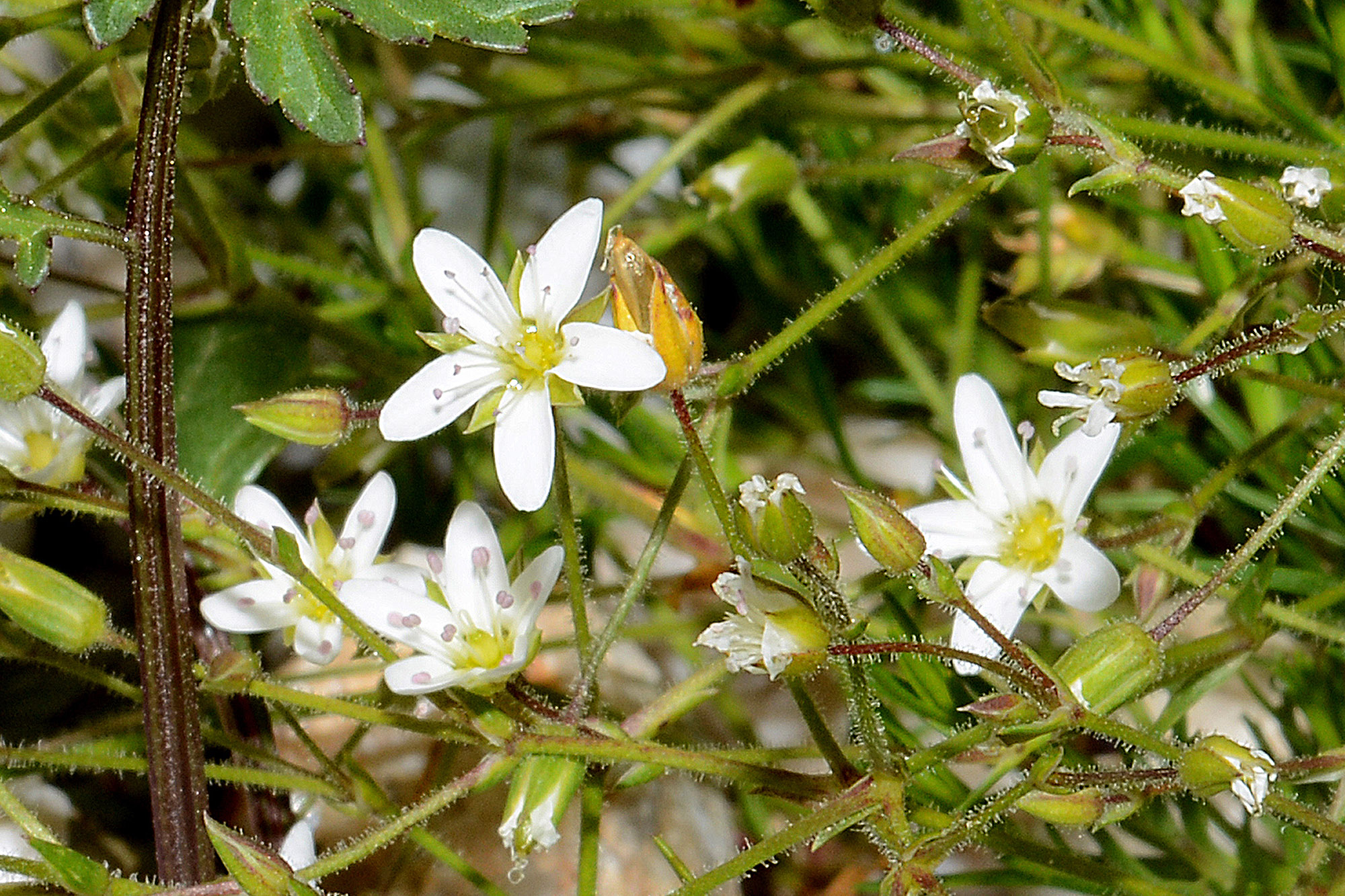 2023-01-11-Caryophyllaceae-(Minuartia gerardii)-Alpen-Miere-2018 (7)-2000.jpg