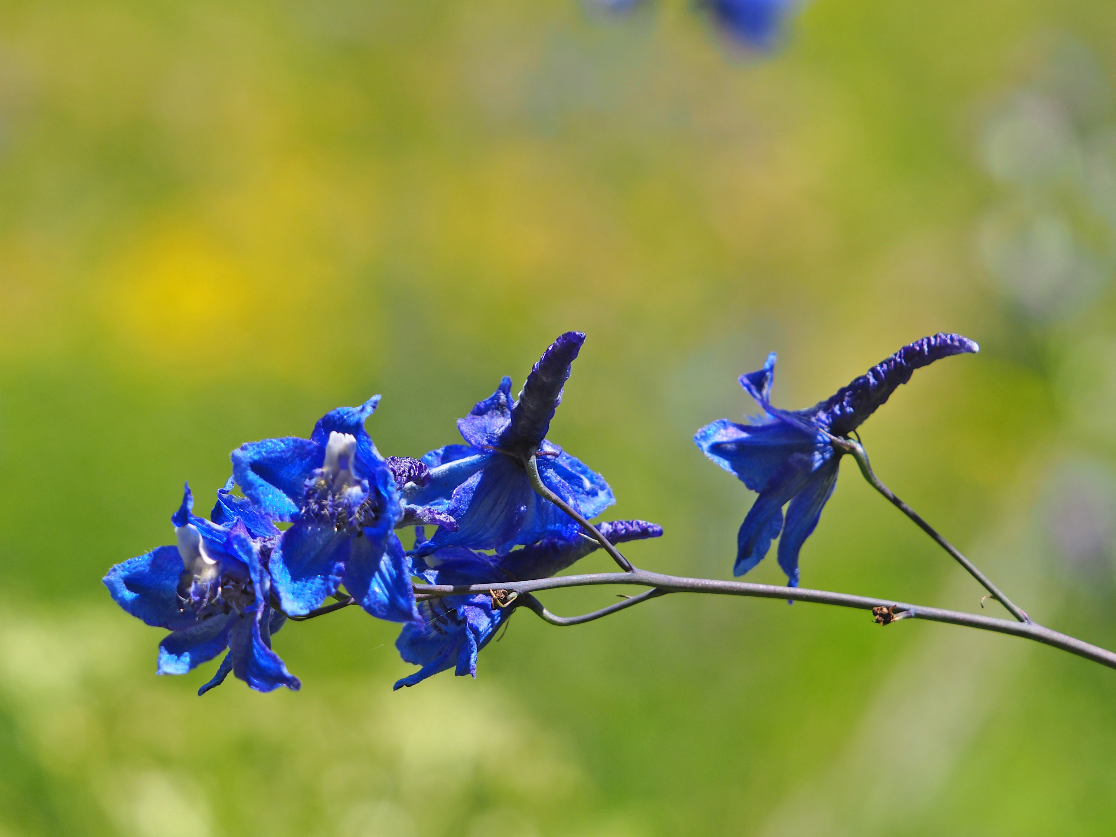 Delphinium_teichalm3.jpg