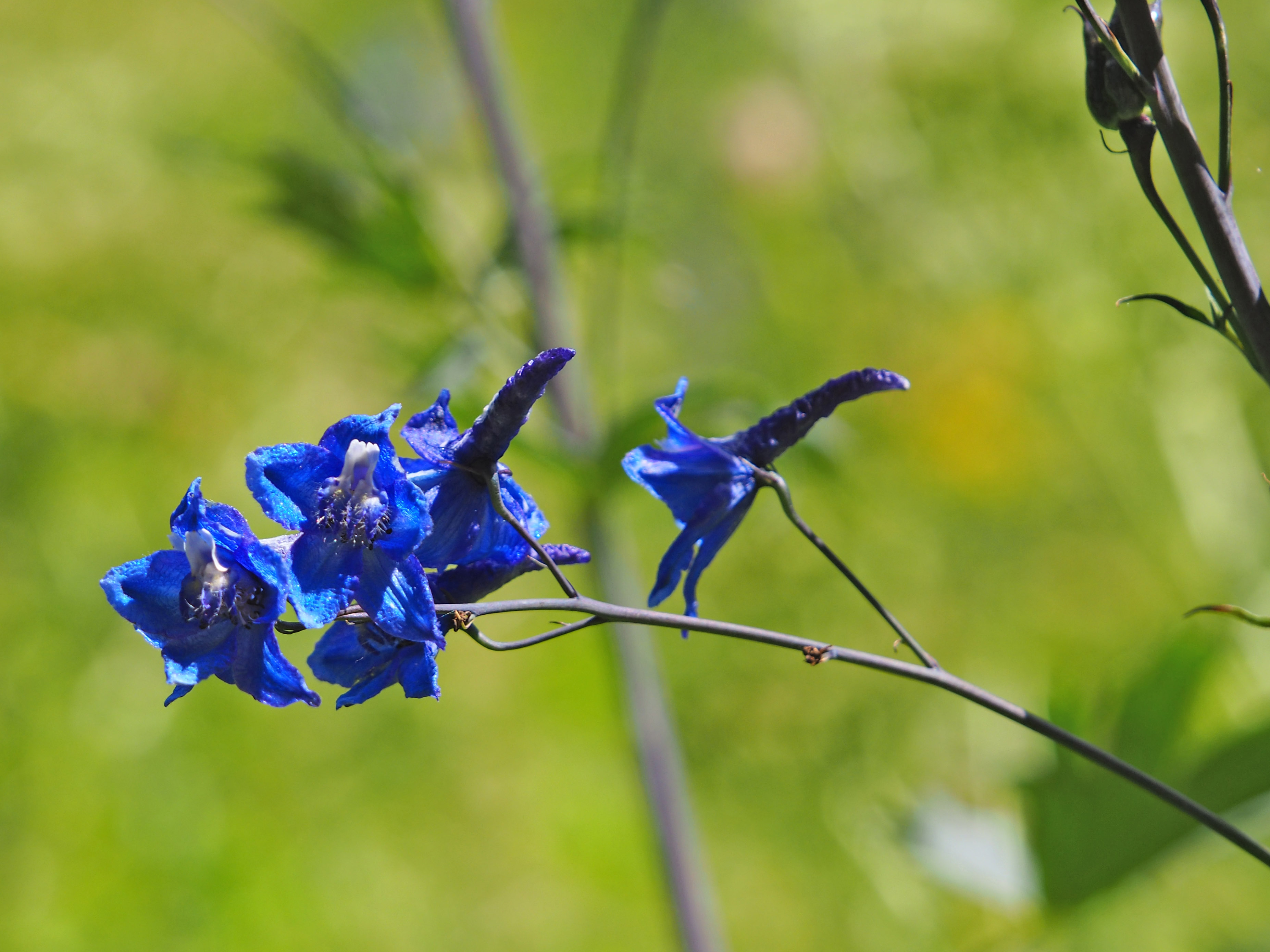 Delphinium_teichalm2.jpg