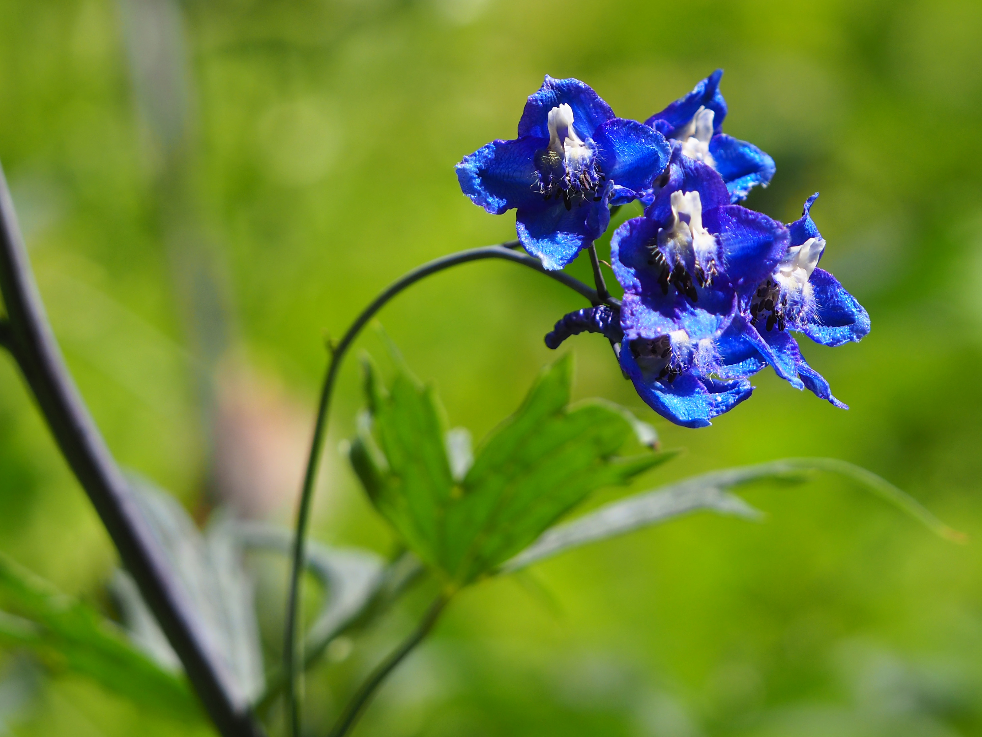 Delphinium_teichalm1.jpg