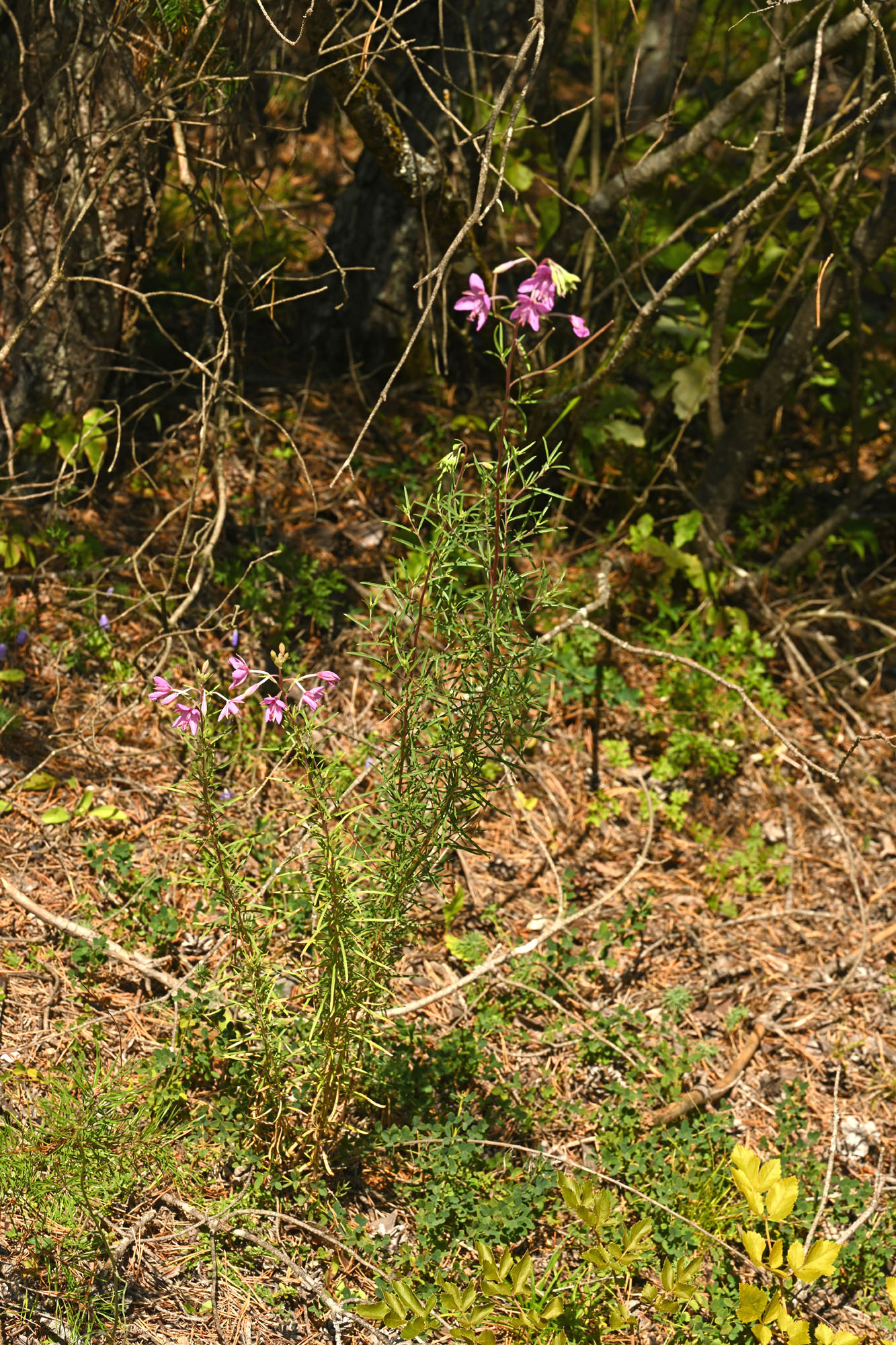 DSC_1074-012000.jpg