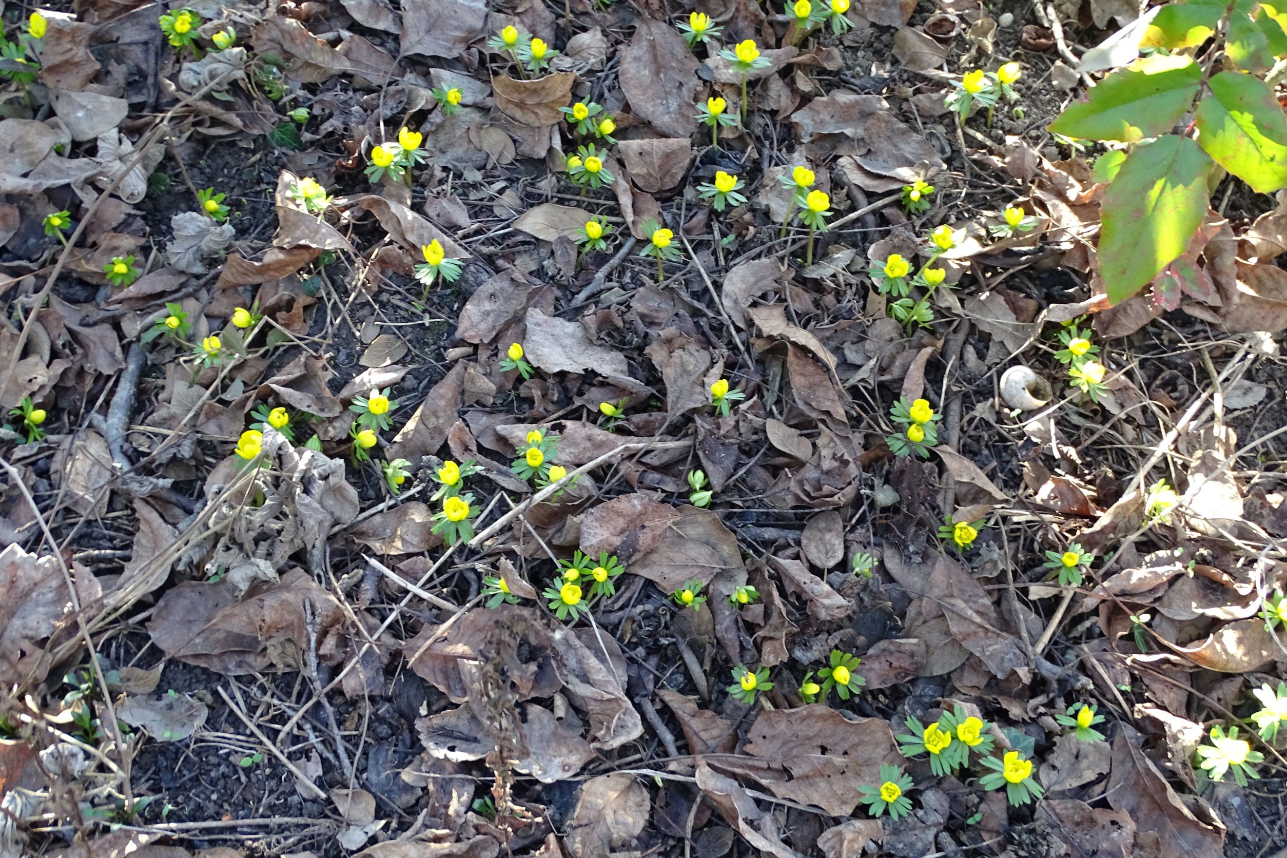 DSC08038 phäno, 2022-01-12, wien-biberhaufen, eranthis hyemalis.JPG