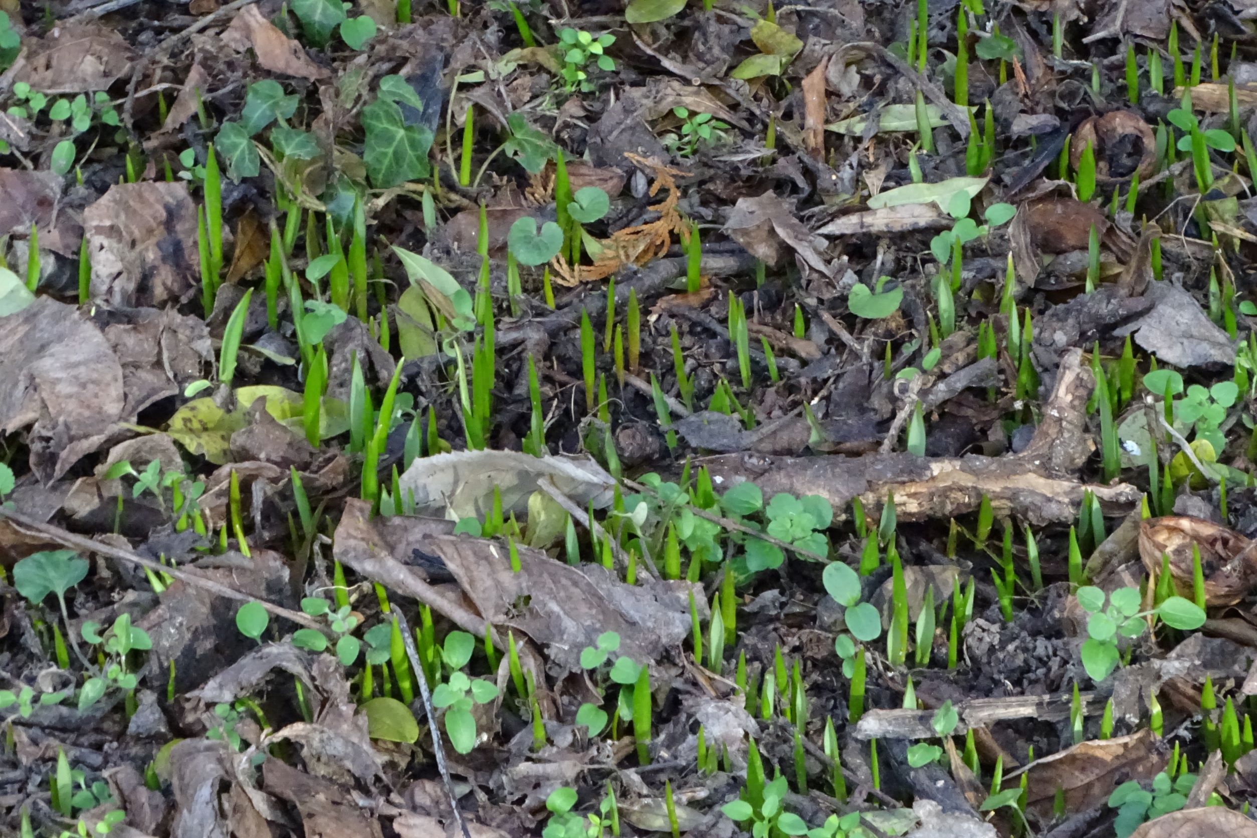 DSC08084 phäno, 2022-01-12, wien-biberhaufen, tulipa sylvestris.JPG