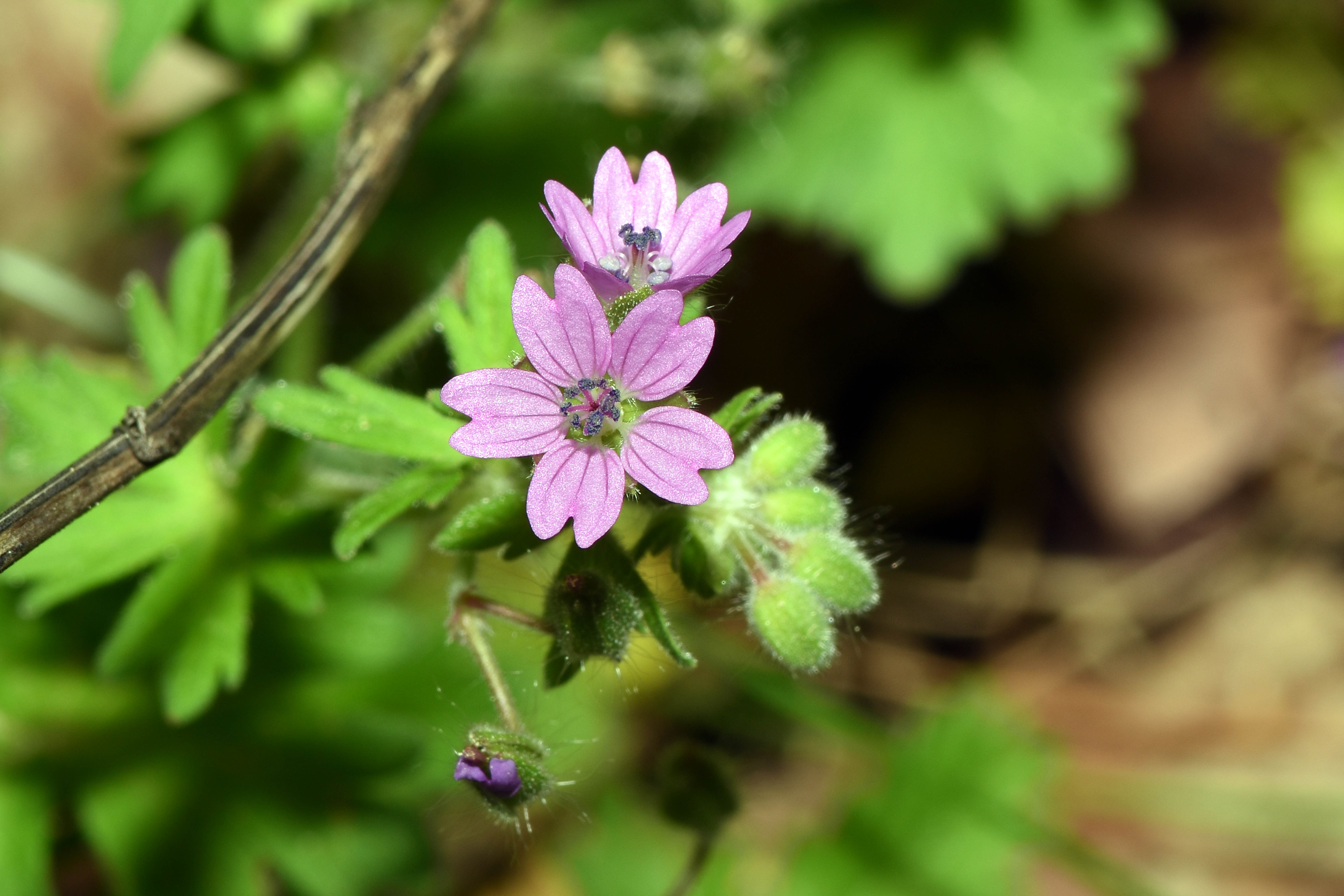 2 Geranium molle-Weicher Storchenschnabel !!!!! (6) - Kopie.JPG