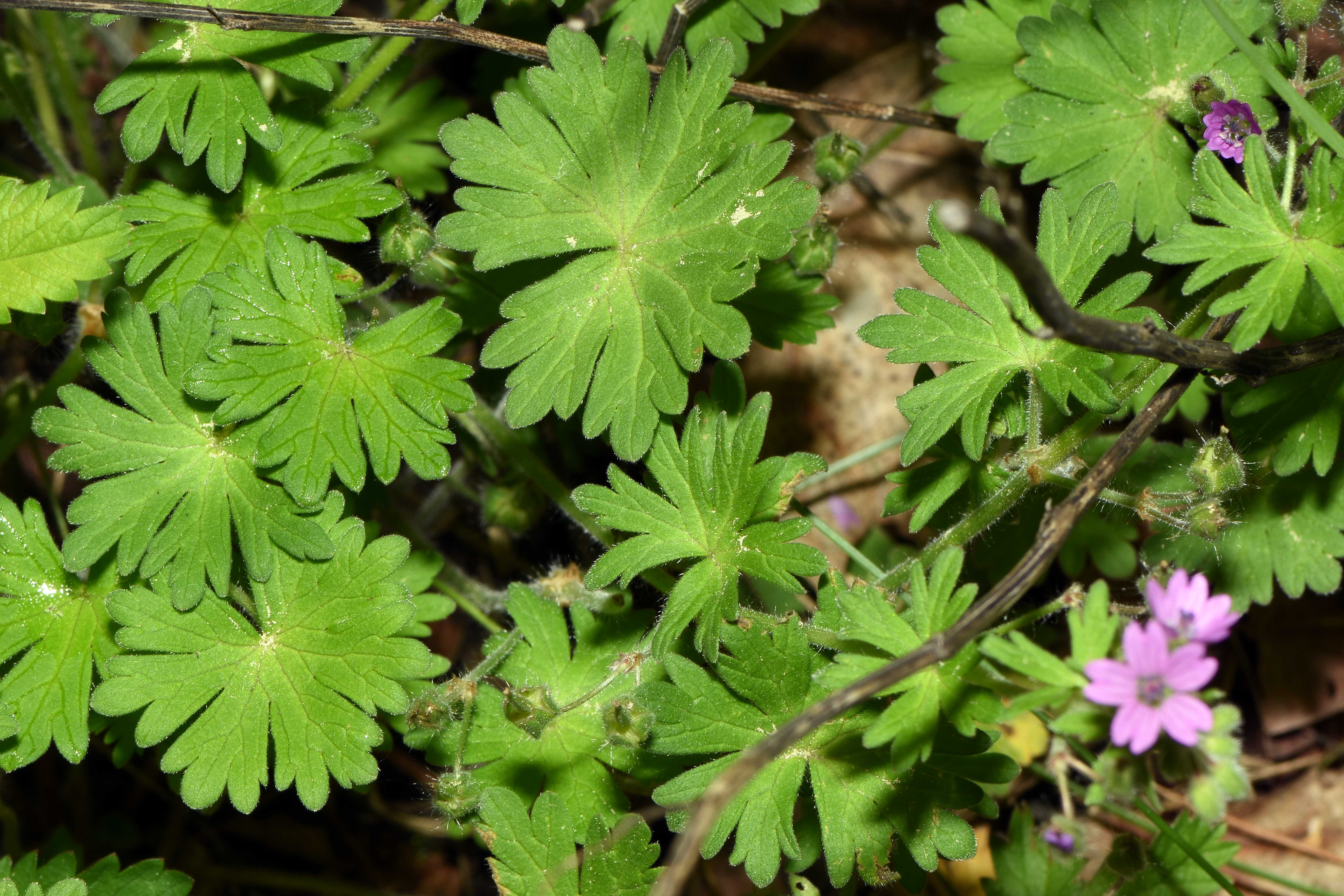 2 Geranium molle-Weicher Storchenschnabel !!!!! (4) - Kopie.JPG