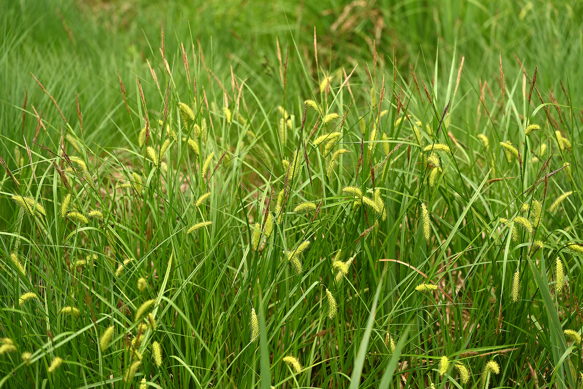 Cyperaceae-(Carex sp.)-01-2022 (1)-2000.jpg