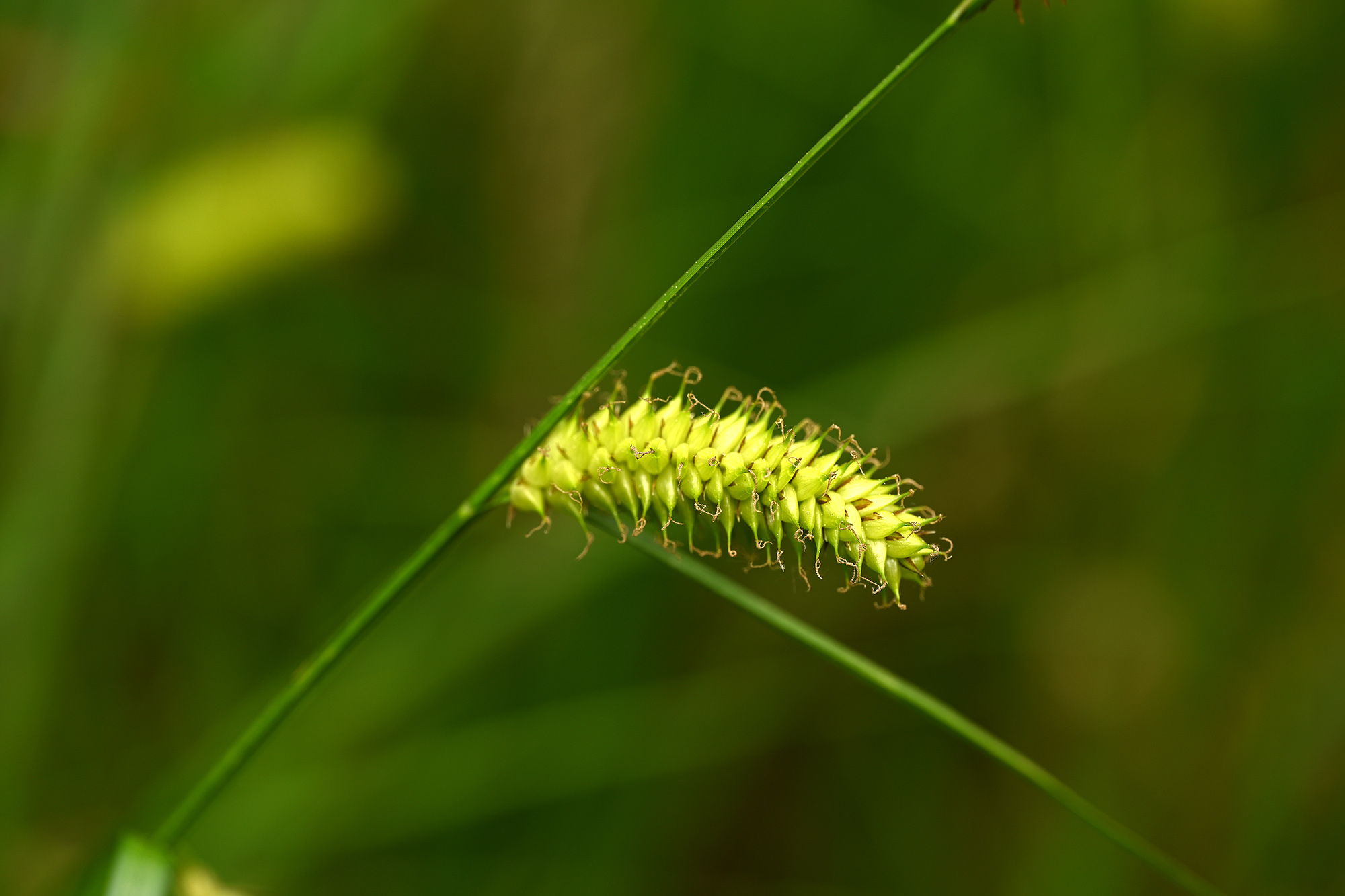 Cyperaceae-(Carex sp.)-01-2022 (3)-2000.jpg