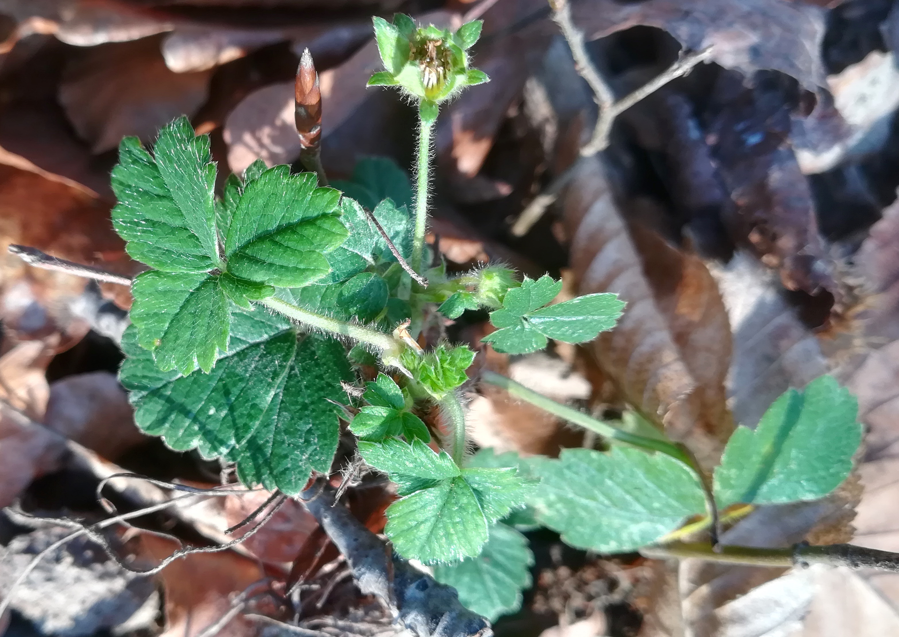 potentilla cf. sterilis frauenwart untertullnerbach_20230114_114123.jpg