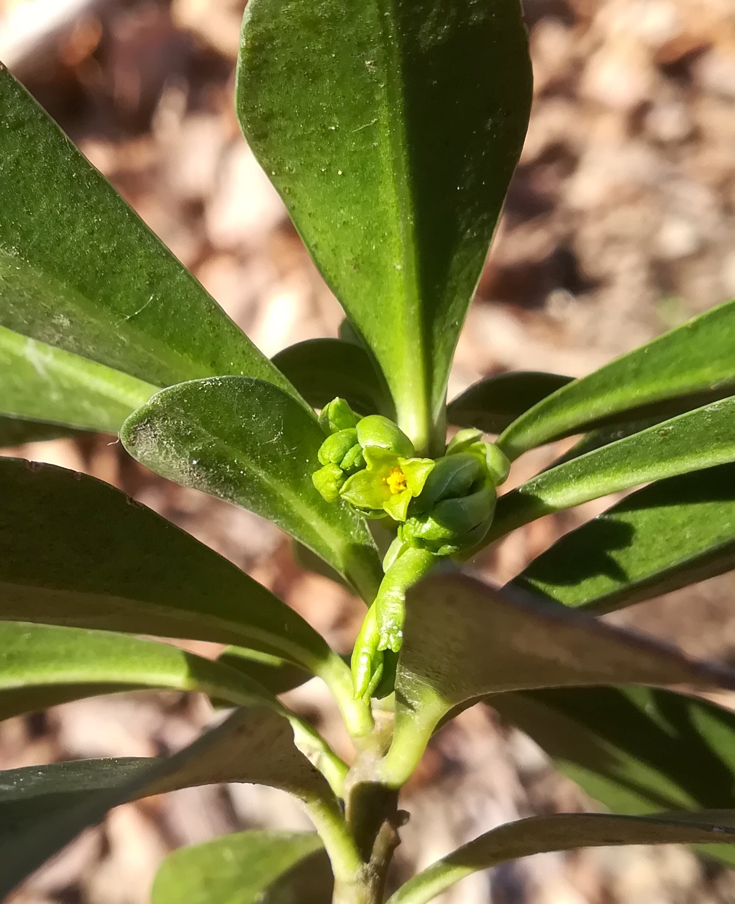 daphne laureola frauenwart untertullnerbach_20230114_114004.jpg