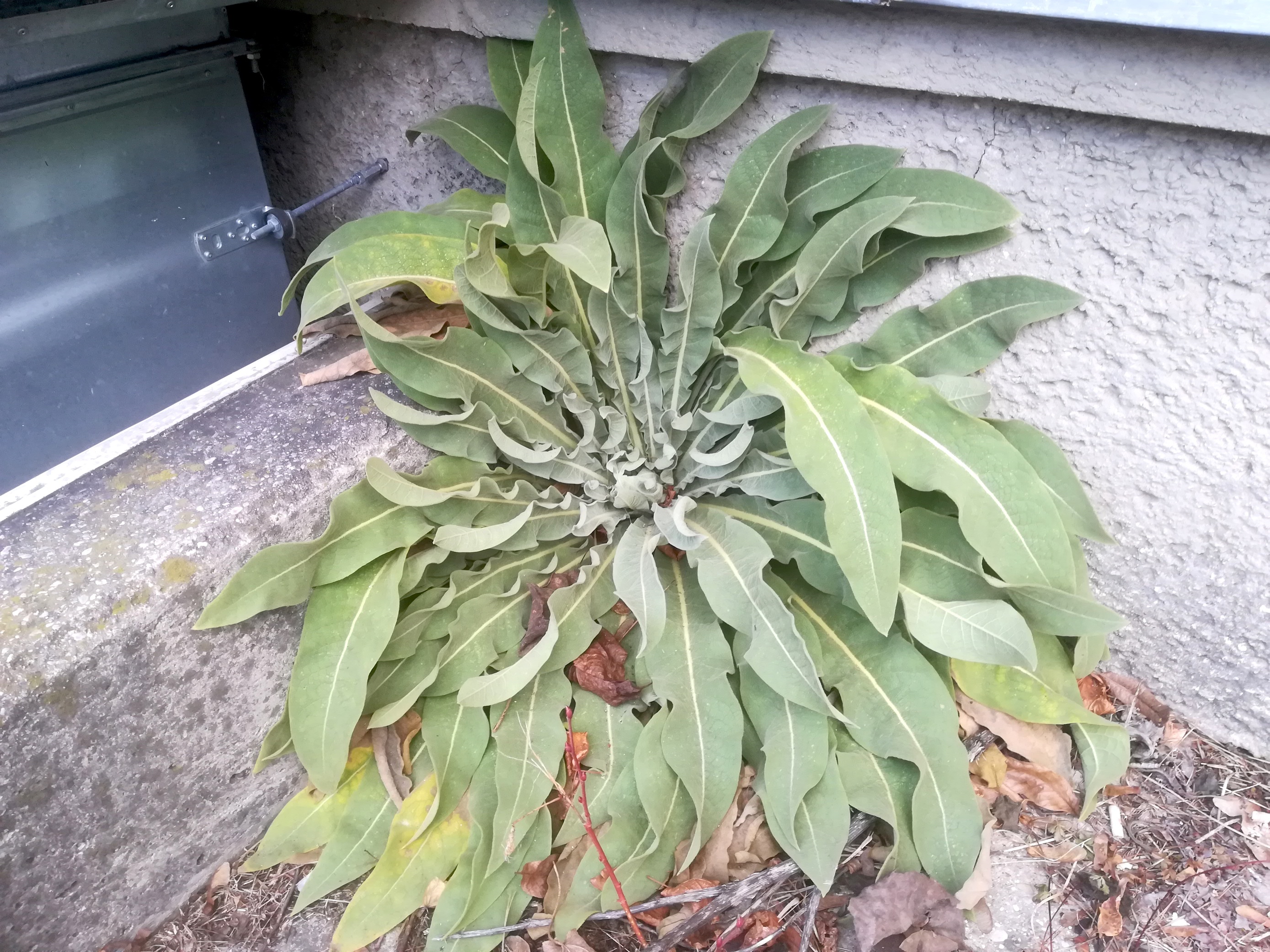 verbascum cf. speciosum klinik hietzing pav. 5a_20230117_085617.jpg