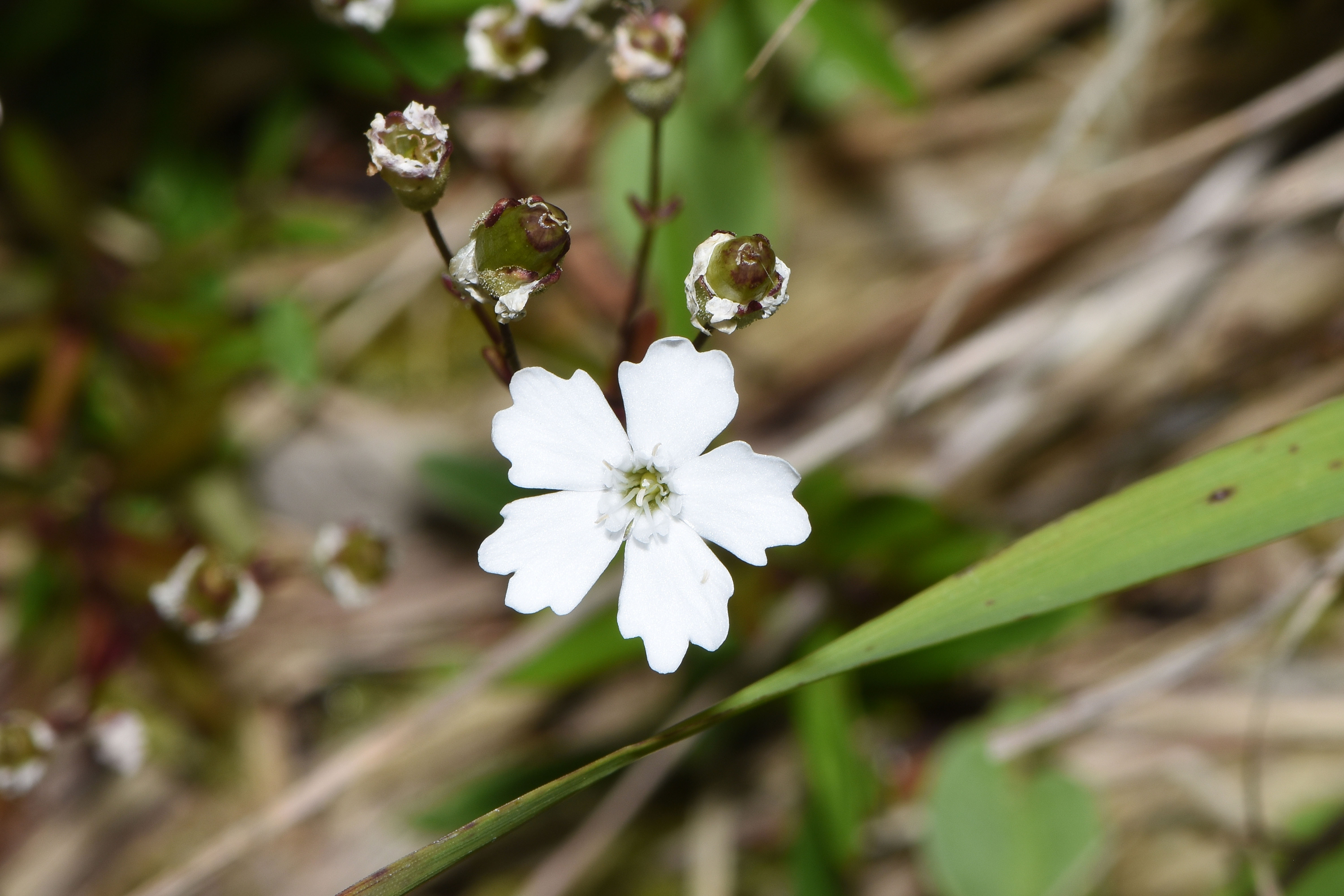 10 Heliosperma  .JPG