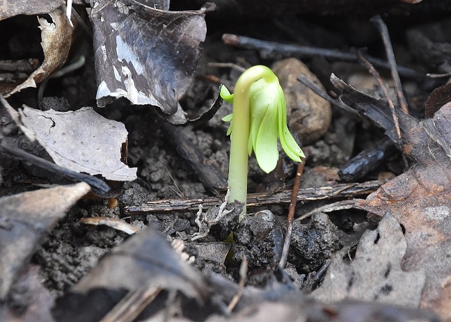 Bft -  -20012023 - Eranthis hyemalis-Winterling-(3).JPG