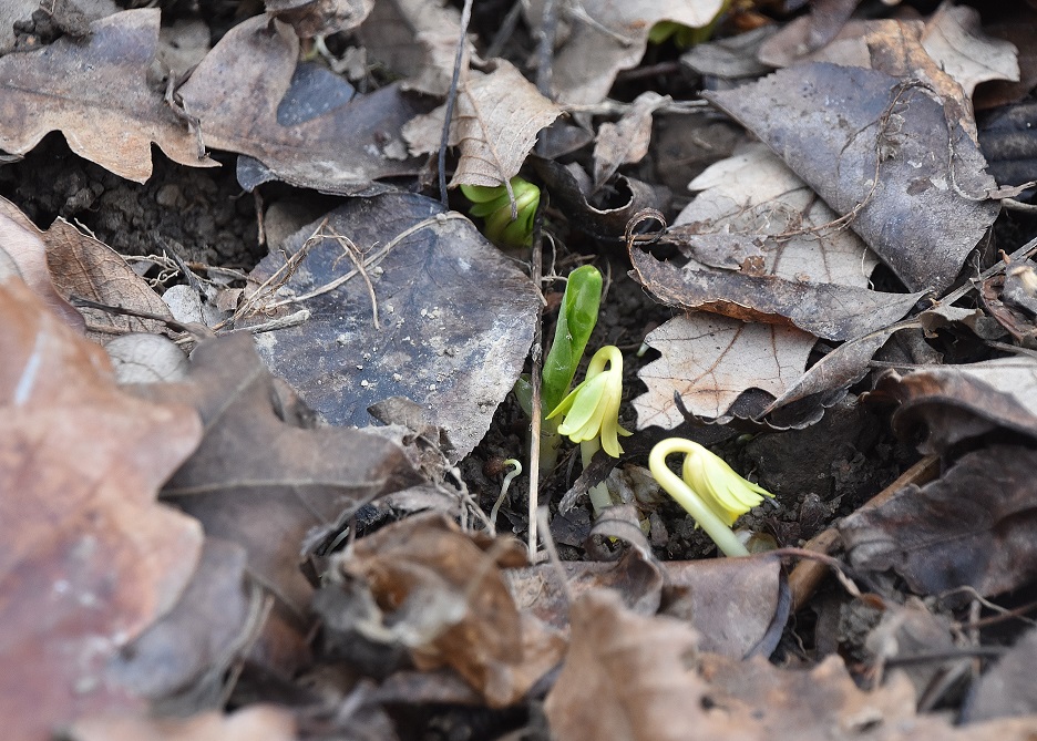 Bft - -20012023 - Eranthis hyemalis-Winterling-(1).JPG